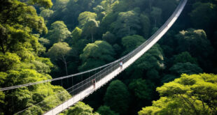 Подвесные мосты Канопи на Борнео: прогулка над тропическим лесом