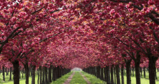 Вишнёвый туннель в Германии: путь сквозь цветущие мечты